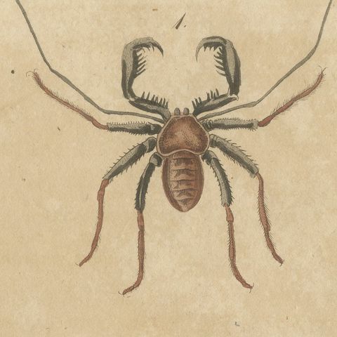 Whip Scorpion, Tarantula and Red Mite, Antique Bertuch Print, circa 1820, close-up 4