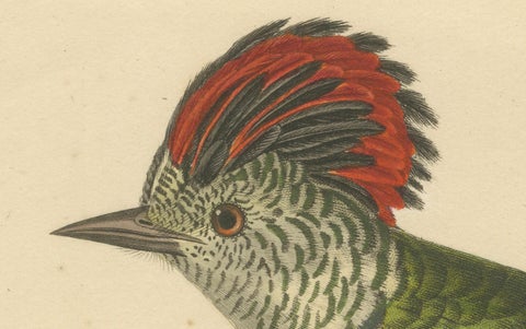 Engraving of a Crested Woodpecker, Exotic Ornithological Print, circa 1808, close-up 5