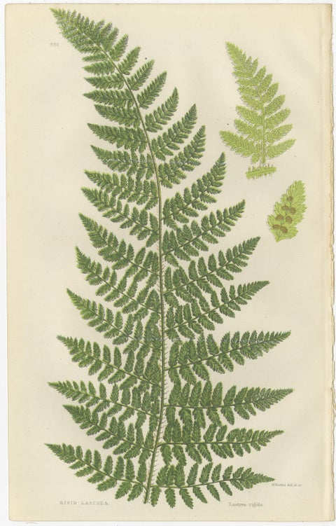 Corn Horsetail, Rough Horsetail and Marsh Horsetail, Botanical Triptych, 1873, view 2