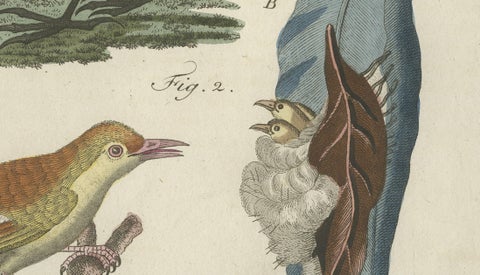 Antique Lyrebird & Tailorbird Engraving, Bertuch, 1796, close-up 3