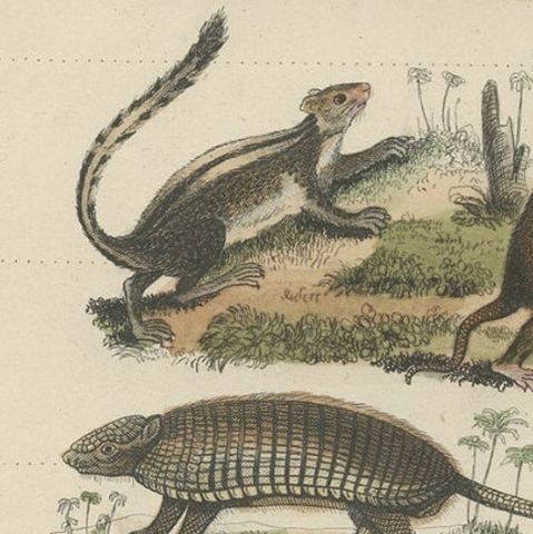 Interesting and Decorative Antique Print of Various Mammals and Humans, 1854, close-up 3