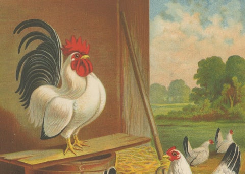 Japanese Bantams with Black Tails - A Rare 19th Century Poultry Lithograph, close-up 3