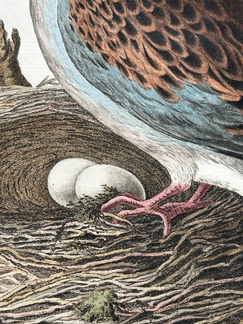 European Turtle Dove with Nest, Antique Bird Engraving, Nozeman & Sepp 1770, view 8