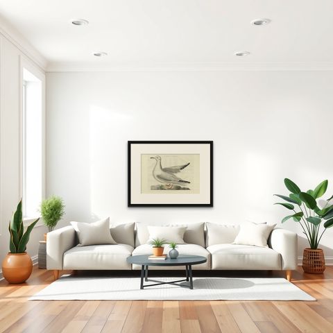 Antique Bird Print of the Common Gull by Sepp & Nozeman, 1797, shown framed in a room