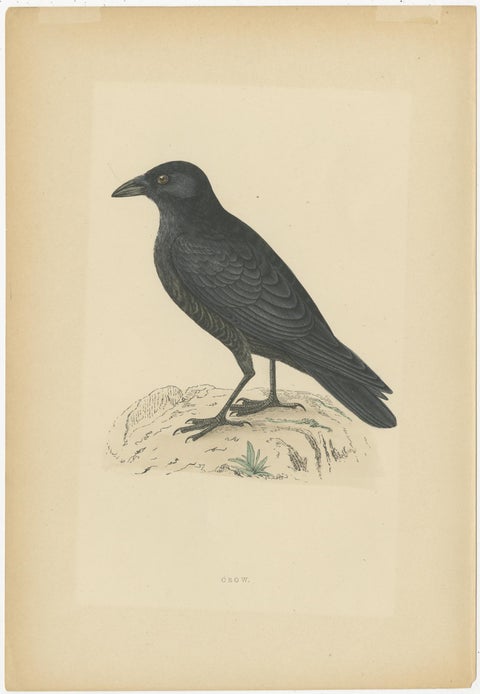 Set of 5 Antique Bird Prints Crow, Redwing, Thrush, Fieldfare 'circa 1860', view 3