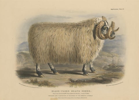 Lithograph of a Ram of the Black-Faced Heath Breed or Scottish Blackface, 1841, close-up 5