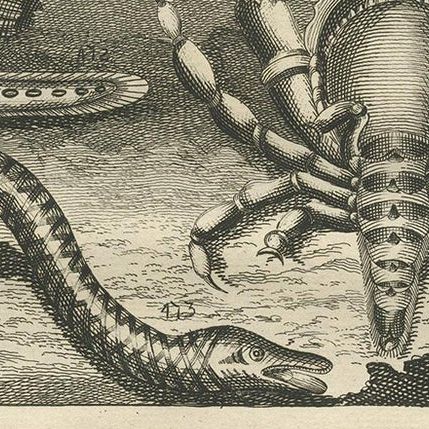 Antique Print of Fish Species 'No. 468' by Valentijn, 1726, close-up 1
