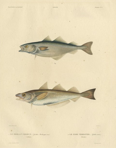 Original Antique Hand-colored Fish Print of the Whiting, Merling & Saithe, 1842, close-up 1