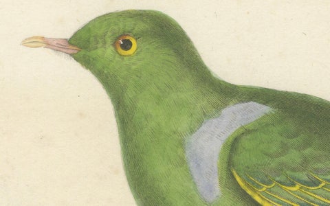 Rare Ornithological Illustration of the Male Dwarf Pigeon (Colombe naine), 1838, close-up 2