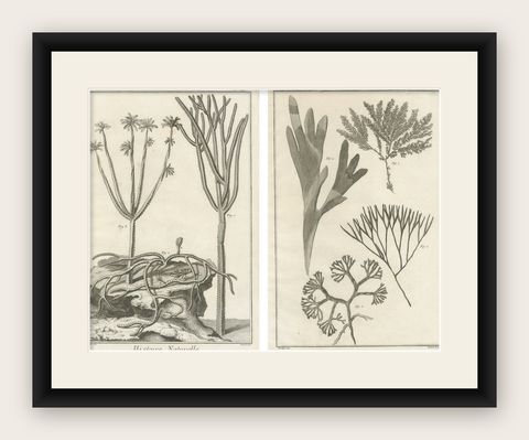Decorative Antique Prints, Marine Plants and Cactus Engravings, c.1770, shown framed