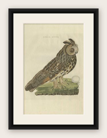 Strix Otus, Antique Long-Eared Owl Print by Nozeman & Sepp, 1809, shown framed