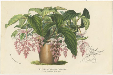 Set of 6 Antique Botany Prints, Wisteria, Scutellaria, Sage 'circa 1853', view 6