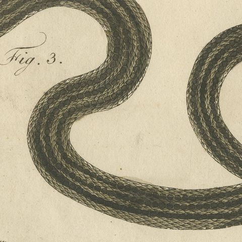 Three Slender Snakes, Antique Bertuch Print, Vienna, circa 1805, close-up 6