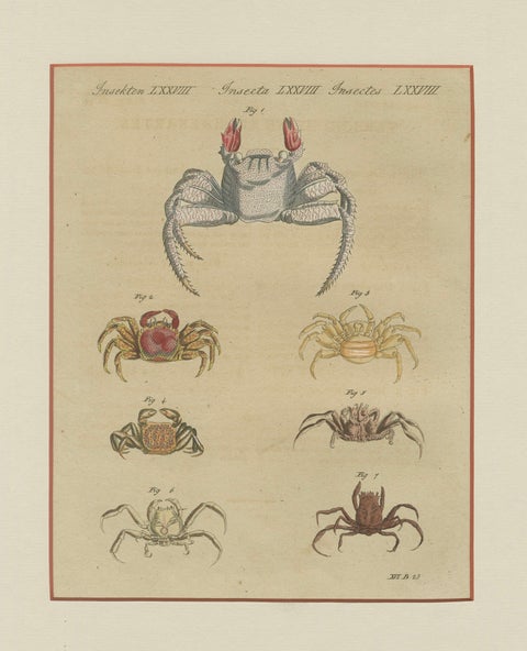 Antique Exotic Crabs & Fiddler Crab Engraving, Bertuch, c. 1813, close-up 1