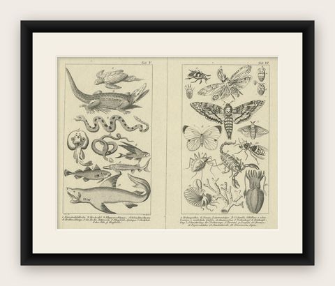 Antique Zoological Engravings of Reptiles, Fish & Insects, c.1800, shown framed