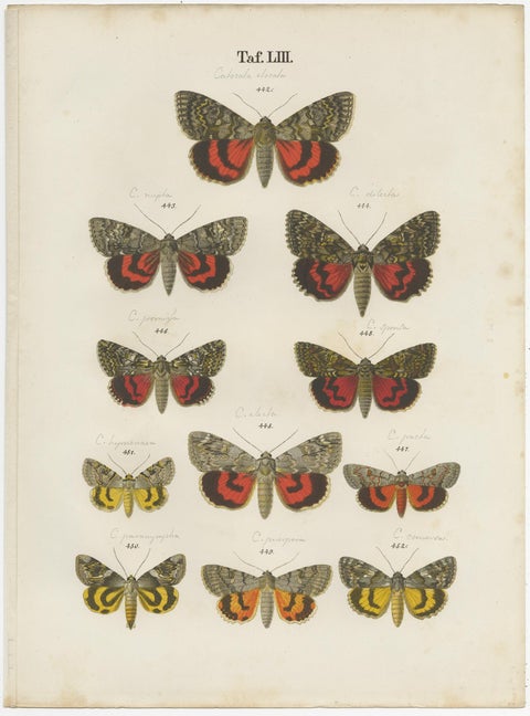 Set of 5 Antique Prints of Various Butterflies and Moths by Ramann, circa 1870, view 3