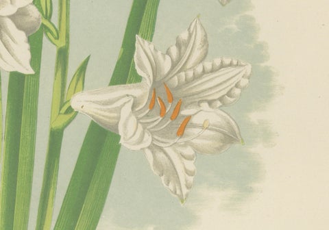 Paradise Lily (Anthericum liliastrum), Hand-Coloured Botanical Print, 1874, close-up 1