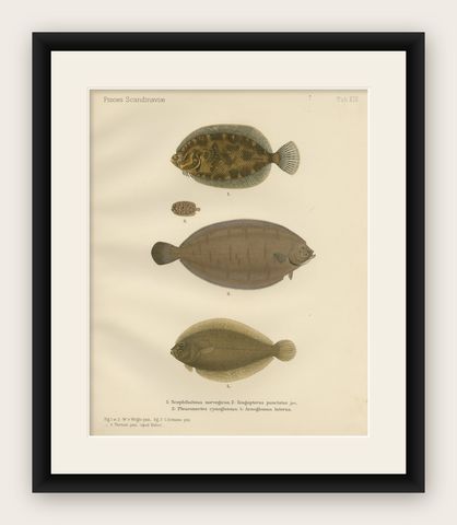 Norwegian Topknot, Spotted Flounder and Scaldfish - Graceful Flatfish Lithograph, shown framed