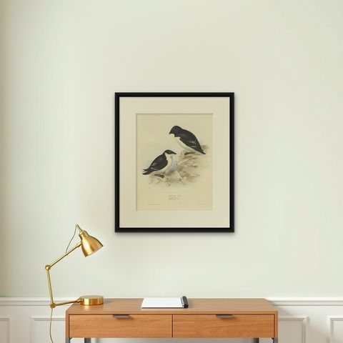 Old Bird Print Depicting the Little Auk by Gould, 1832, shown framed on a wall