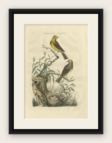 Antique Bird Print of the Yellowhammer by Sepp & Nozeman, 1789, shown framed