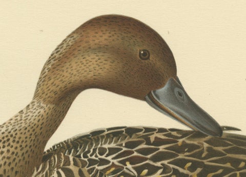 Elegance at the Water's Edge: Male Northern Pintail by Magnus von Wright, 1929, close-up 1