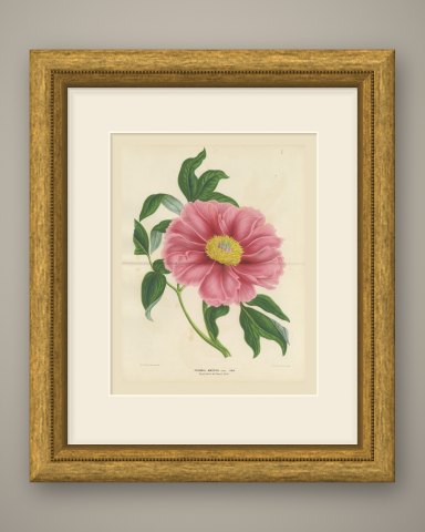 Tree Peony Impératrice de France, Paeonia Moutan Chromolithograph, 1858, shown framed