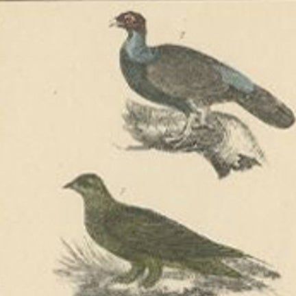 Antique Bird Print of Various Bird Species, Incl an Ostrich, c.1852, close-up 1