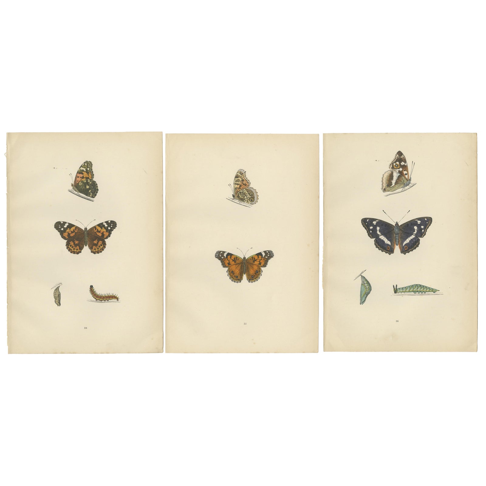 Wings of Elegance: A Victorian Exploration of British Butterfly Splendour, 1890