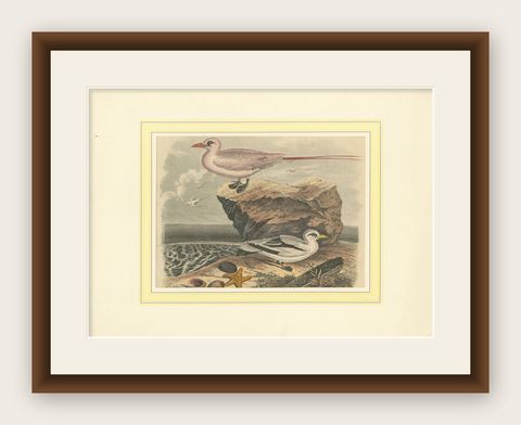Tropicbirds and Gulls: An 1849 Coastal Encounter - A Hand-Coloured Lithograph, shown framed