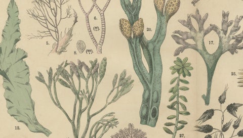 Antique Mushroom Plate, European Fungi Study, Botanical Lithograph 1885, close-up 4