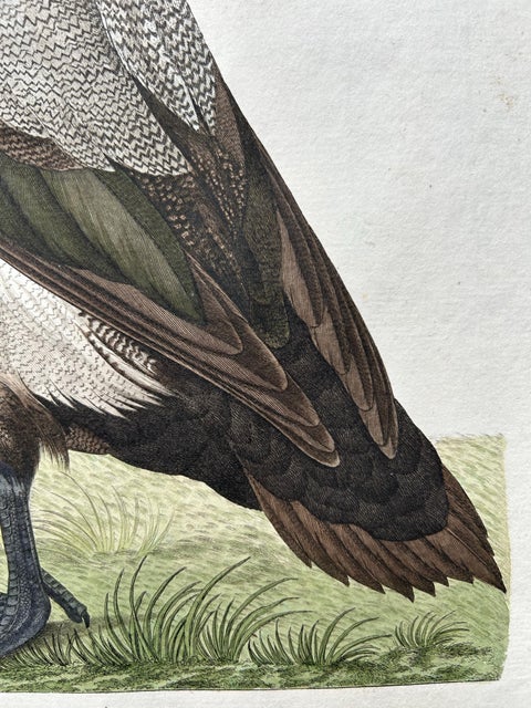 Greater Scaup, Antique Bird Engraving Anas Marila by Nozeman and Sepp, 1770, view 4