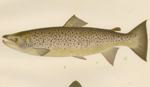Scandinavian Brown Trout Forms: Exquisite Hand-Colored Lithograph, 1895, close-up 5