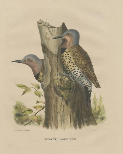 Large Old Bird Print Depicting Two Gilded Flickers, 1869, close-up 1