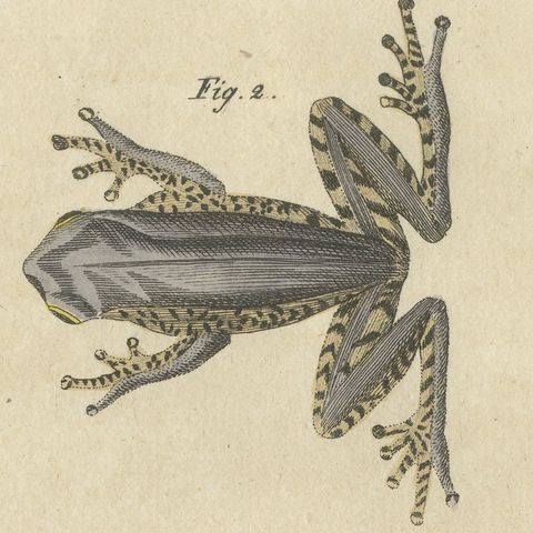 Five Tree Frogs, Antique Bertuch Print, Vienna, circa 1815, close-up 3