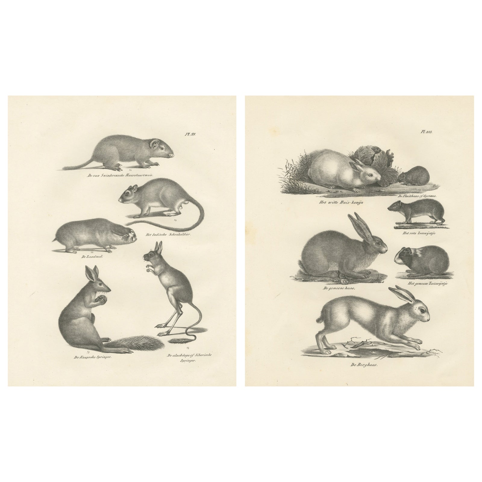 Antique Rodents & Hares Lithographs, Rabbits, Guinea Pig & Jerboa c.1830