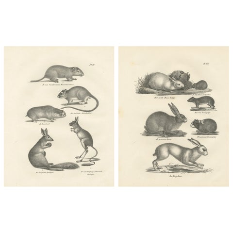Antique Rodents & Hares Lithographs, Rabbits, Guinea Pig & Jerboa c.1830