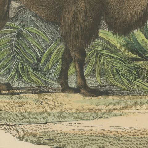 Antique Giraffe and Camel Print with Dromedary and Llama, Kolb, circa 1890, close-up 6