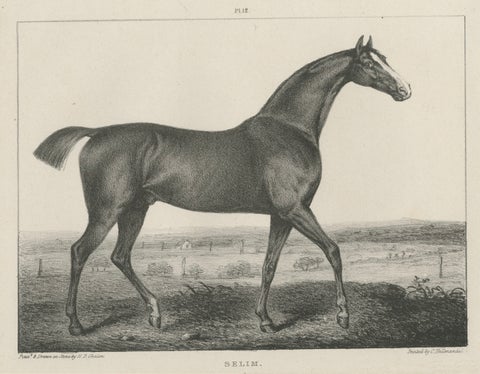 Antique Thoroughbred Stallion Selim, Arabian Bloodlines, Hullmandel c.1840