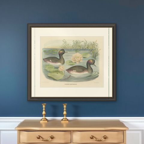 Two Black-Necked Grebes Rare Large Antique Bird Print, 1869, shown framed on a wall