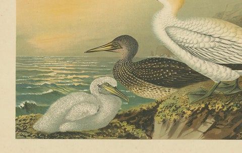 Antique Bird Print of Northern Gannets on Cliffside at Sunset, 19th Century, close-up 2