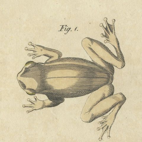 Five Tree Frogs, Antique Bertuch Print, Vienna, circa 1815, close-up 5
