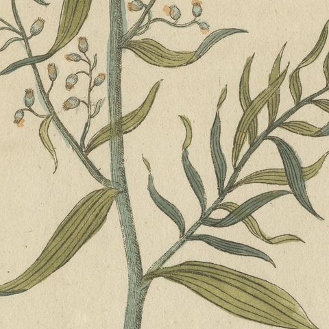 Yellow Crucifer and Slender Flowering Herb, Antique Bertuch Print, circa 1805, close-up 3