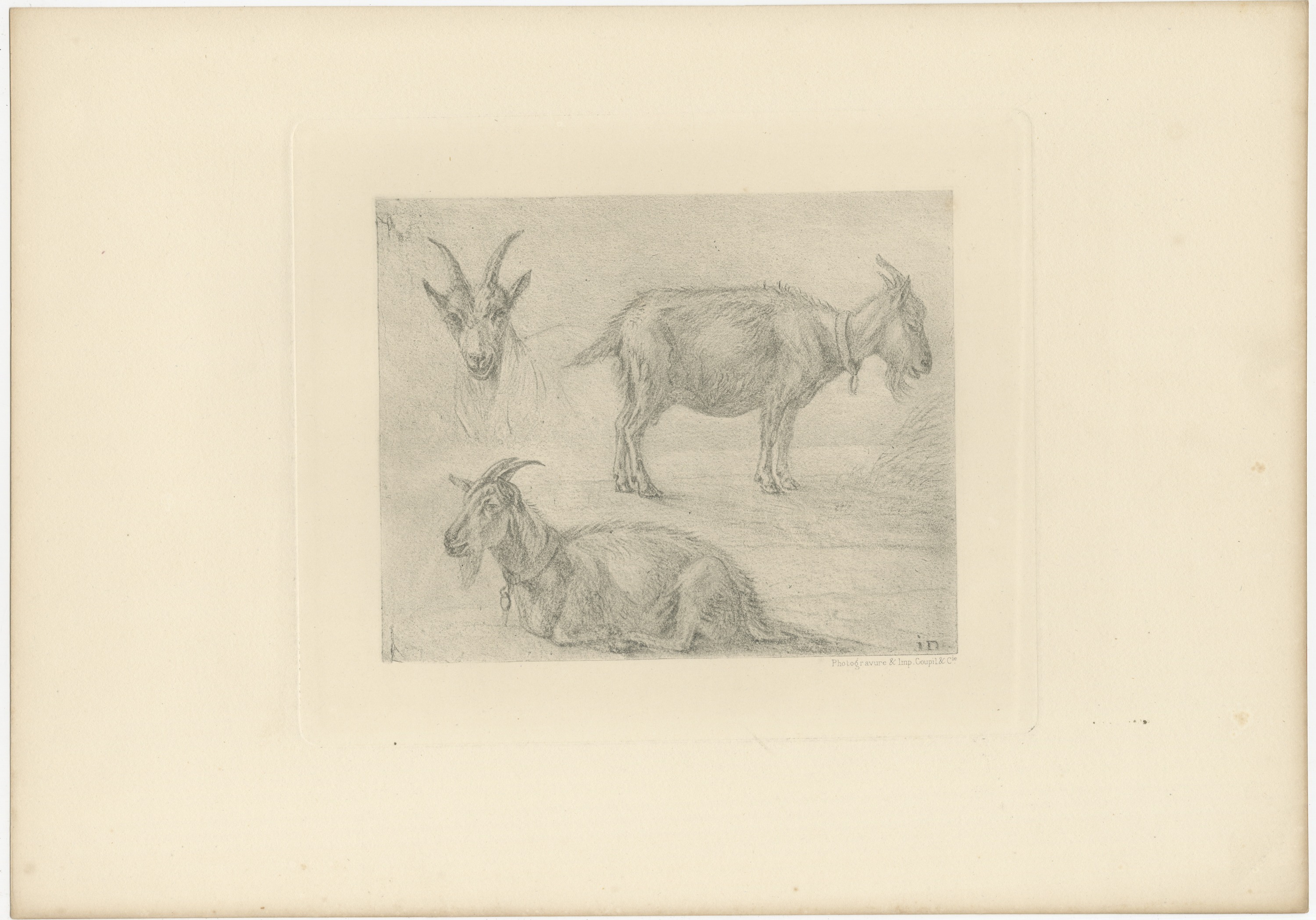Study of Three Goats, Antique Goupil Photogravure after a Drawing, circa 1880, view 2