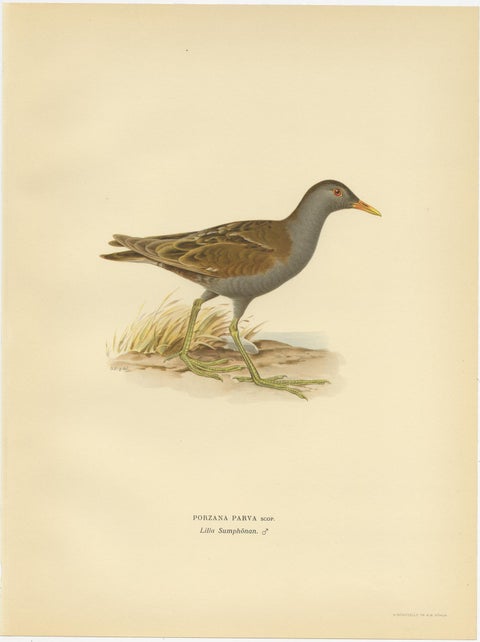 Antique Bird Print of the Little Crake 'Female' by Von Wright, 1929, view 2