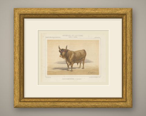 Baretonne Bull with Frontlet, French Cattle Chromolithograph, 1863, shown framed