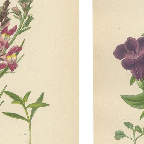 1897 Botanical Prints, Purple Toadflax and Maurandya Barclayana, close-up 2
