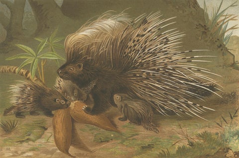 Crested Porcupine, Antique Wildlife Chromolithograph, Safari Style Art, 1894, close-up 2