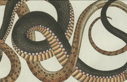 Original Antique Print of Four Exotic Snakes by Bertuch, 1802, close-up 3