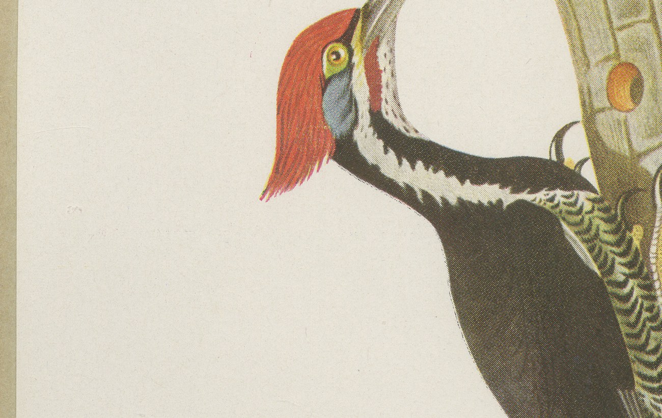 Large Woodpeckers, Brazilian Bird Print, Descourtilz, 1944, view 5