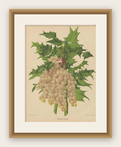 Antique Plant Print of the Mahonia Japonica by G. Severeyns, 1879, shown framed